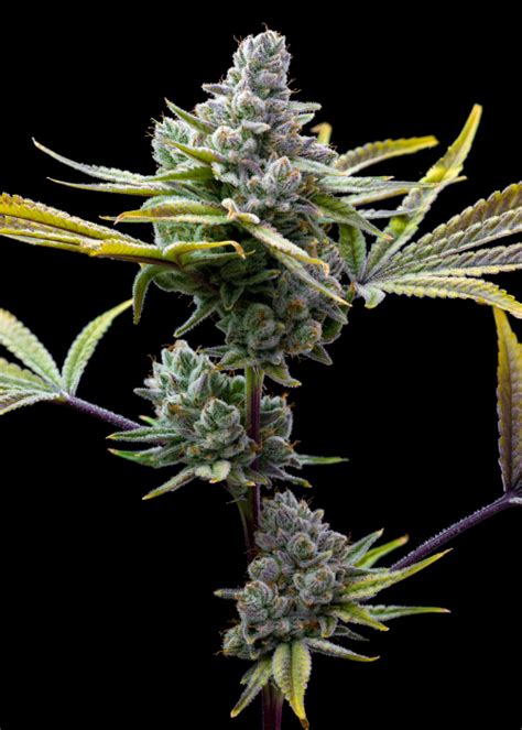 Buy Mexican Red Hair Auto Seeds Online 